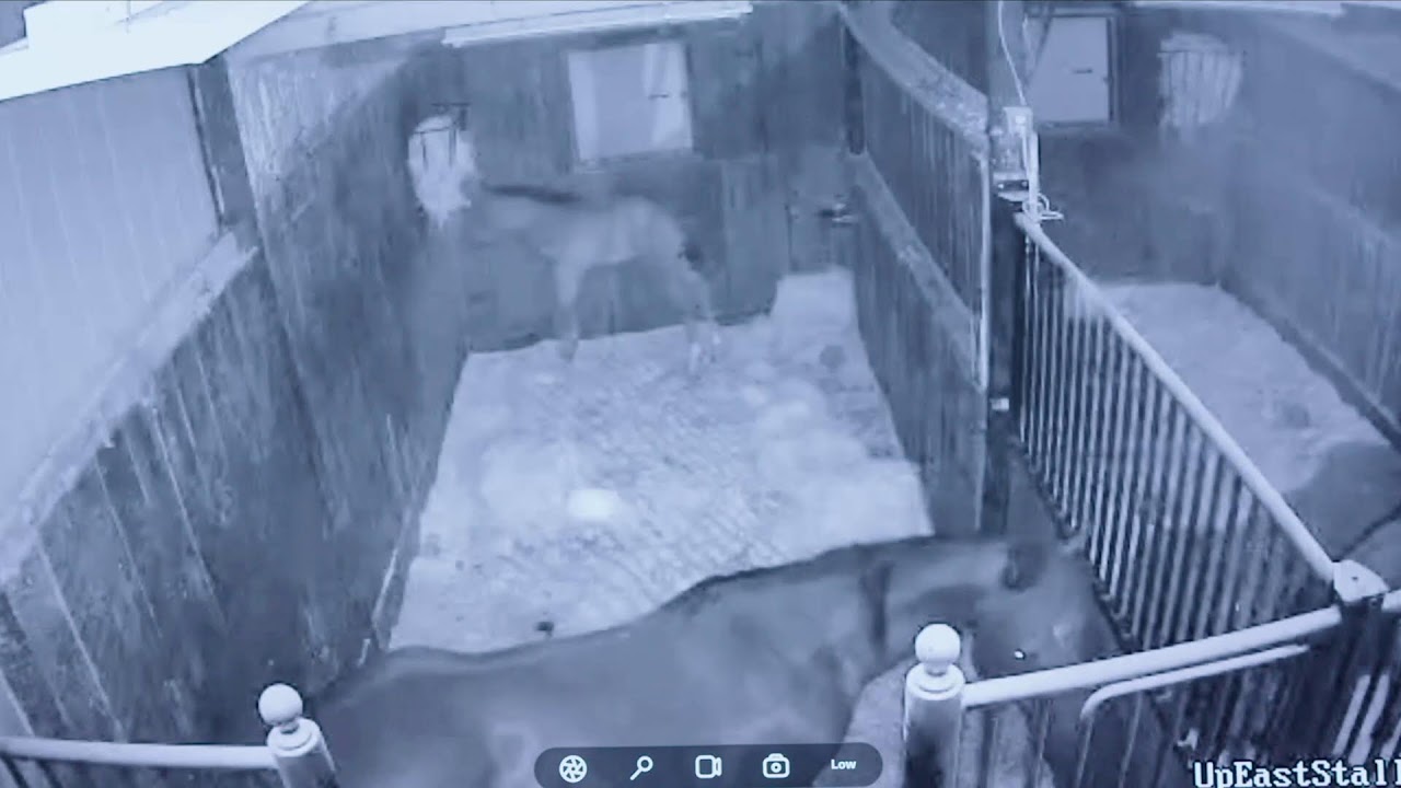 Foal Watch Live Stream- All 8 Foaling Stalls! 03.17.26