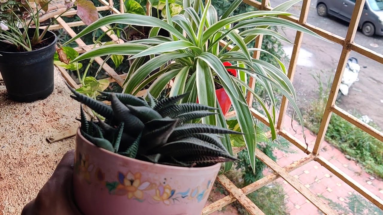 Howarthia Limifolia plant - Care and propagation