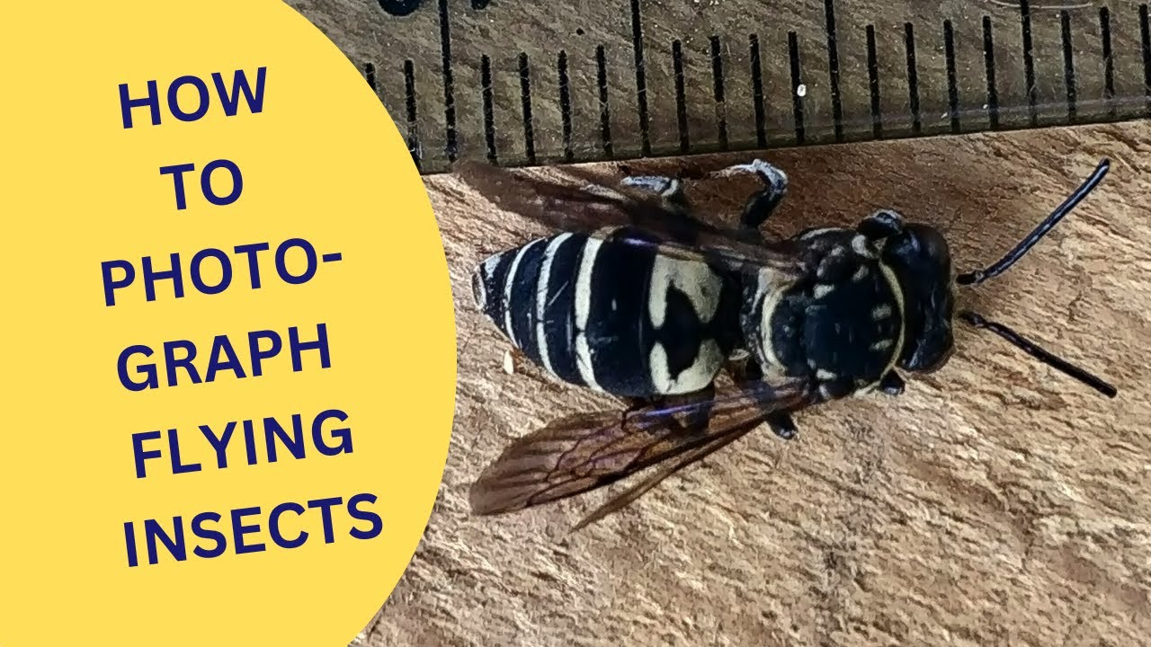 How to Photograph Flying Insects 2025