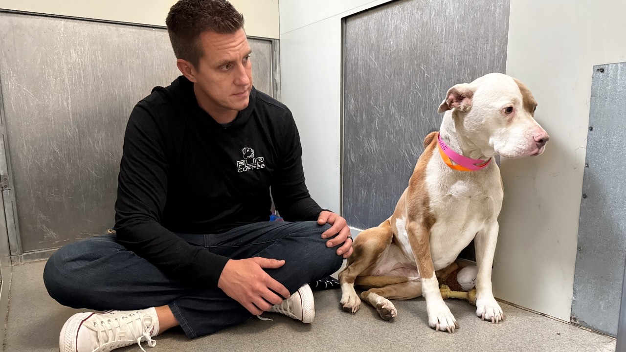 Pit Bulls Owner Abandoned her Outside Caught on Security Cam 😔 Watch What Happens Next..