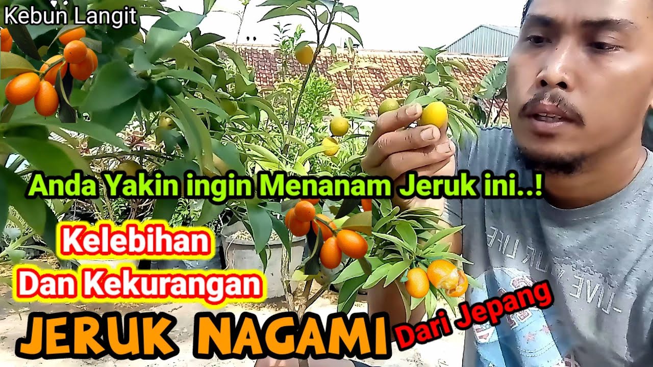 Rasa Jeruk Nagami, Anda Yakin Ingin Menanam Jeruk Yang Berasal Dari Jepang ini, Kebun Langit