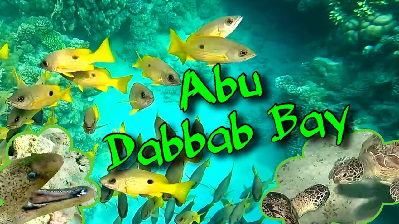 Marsa Alam - Abu Dabbab Bay                                   #sea #nature #underwater