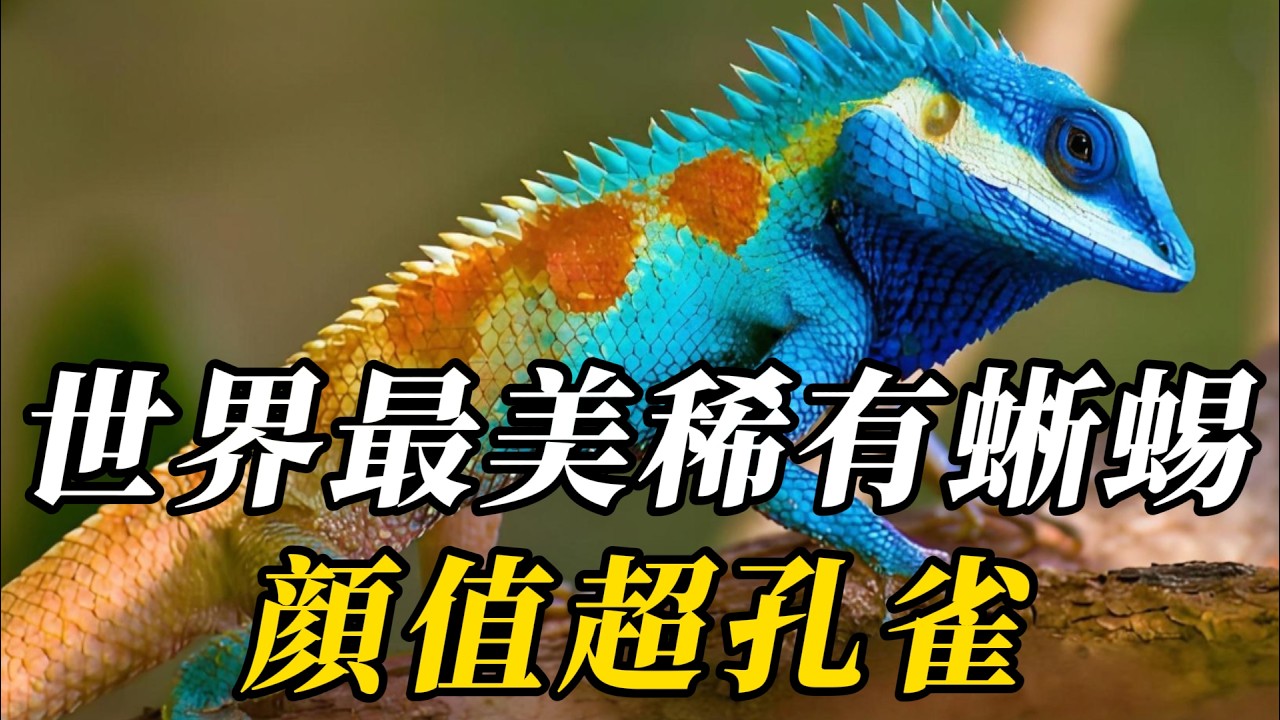 全世界最美的10種蜥蜴，第八名是整容版哥斯拉！第壹名美到犯規，看它壹眼瞬間淪陷！#世界之最 #科普 #动物 #动物世界 #知识渊博 #百科密码 #特有種