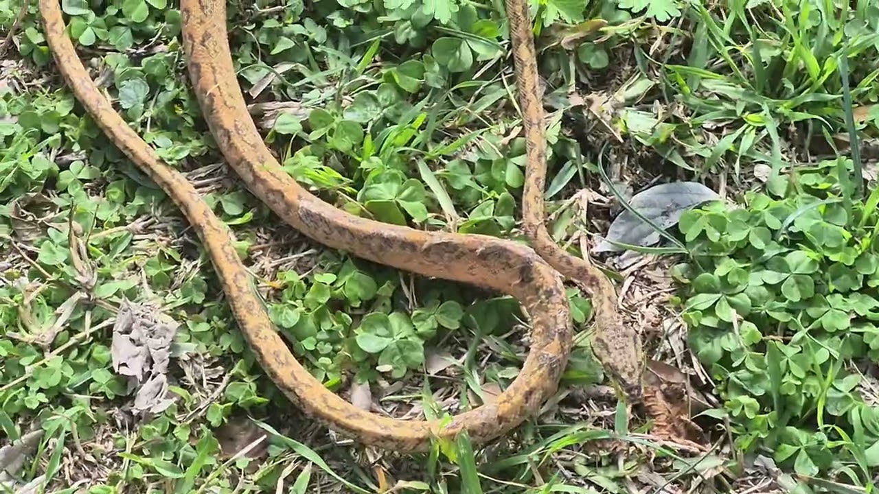 Record  my amazon tree boa. 