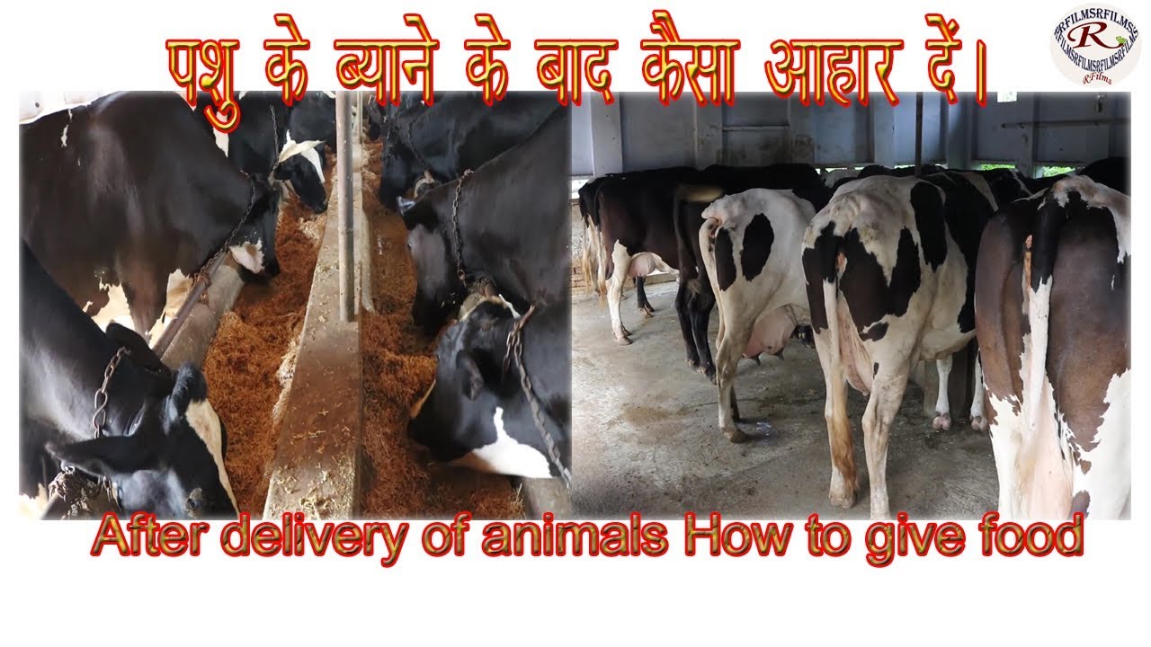 पशु के ब्याने के बाद कैसा आहार दें,  After delivery of animals How to give food