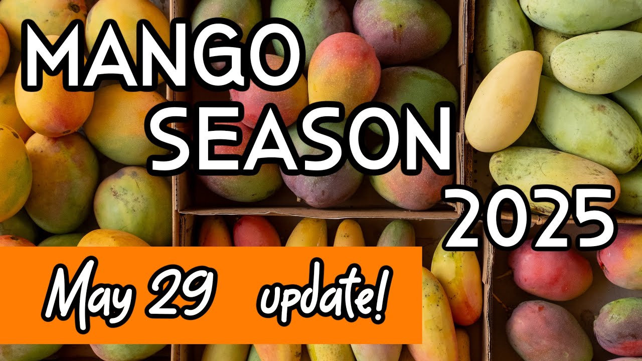 Mango Season 2025 Update (May 29, 2025)