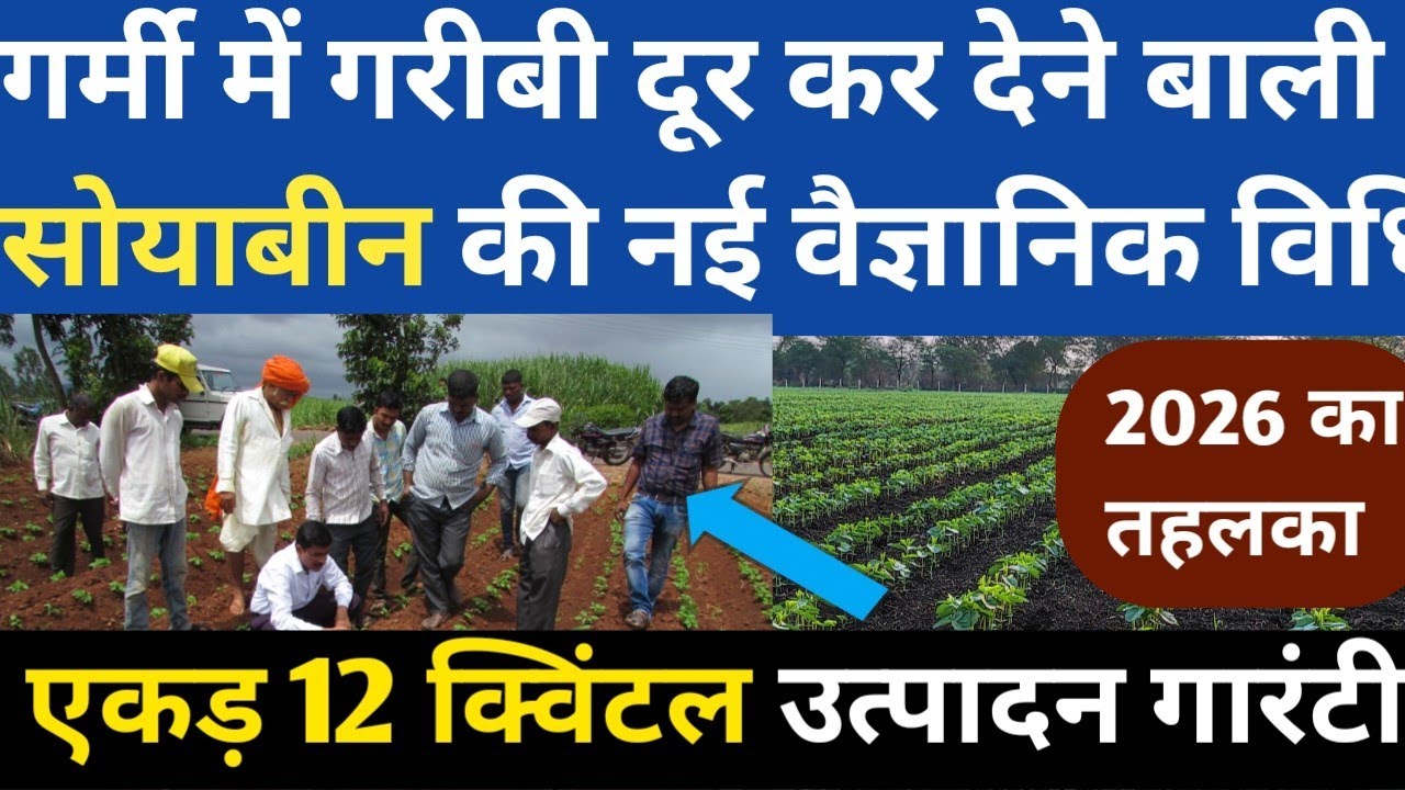 गर्मी में सोयाबीन की खेती || गर्मी में सोयाबीन की खेती कैसे करे | Soyabean ki Kheti A to Z | Soyabin
