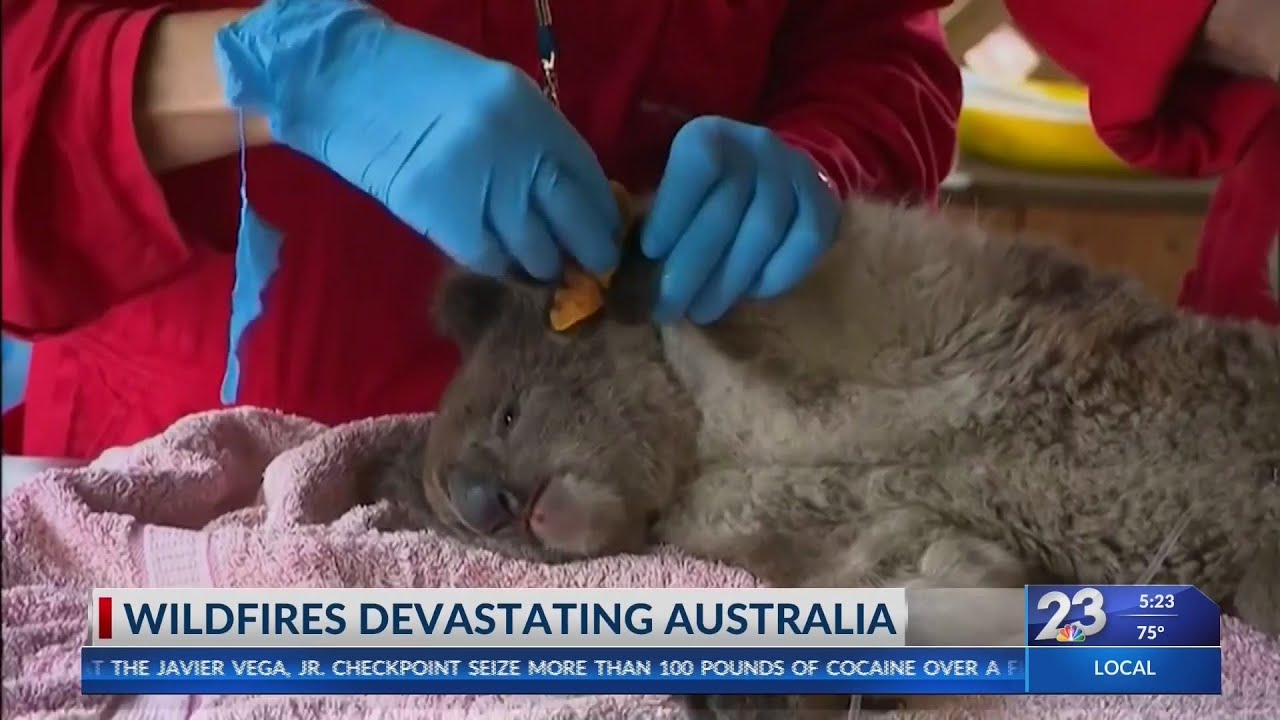 Local experts explain how the Australian fires impact wildlife