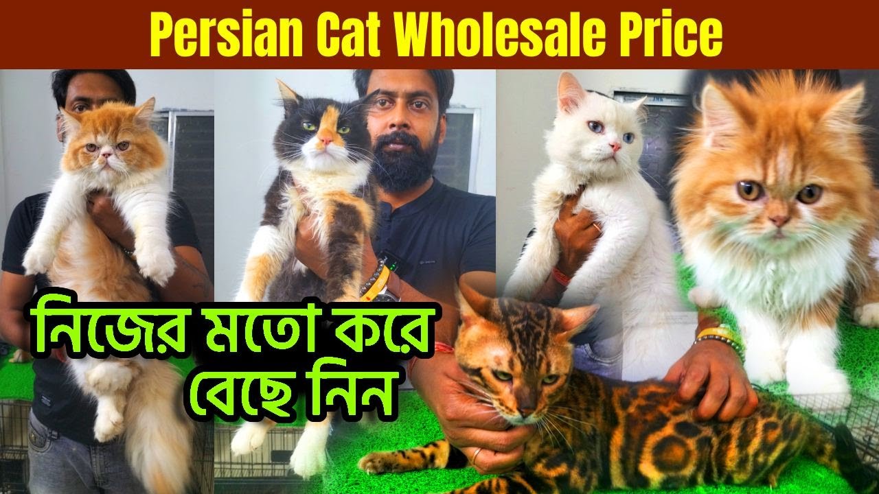 Persian Cat Wholesale Price | Cat Market in Kolkata | Kolkata Cat Market | Persian Cat