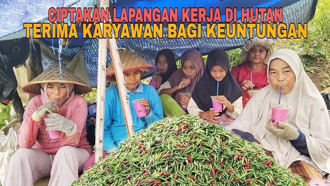 MEMBUKA LAPANGAN KERJA DI HUTAN..!! TERIMA KARYAWAN BAGI KEUNTUNGAN