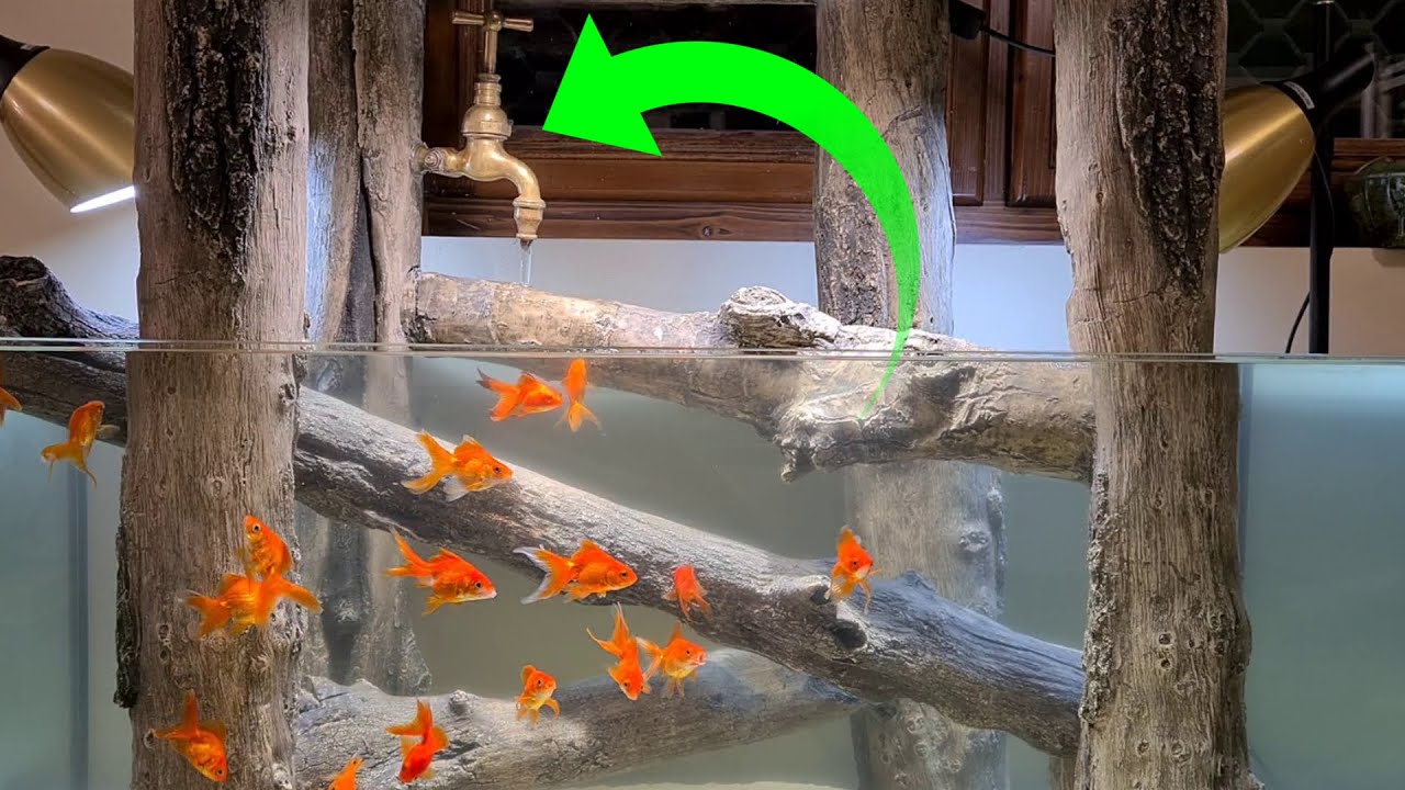 An unusual aquarium for goldfish