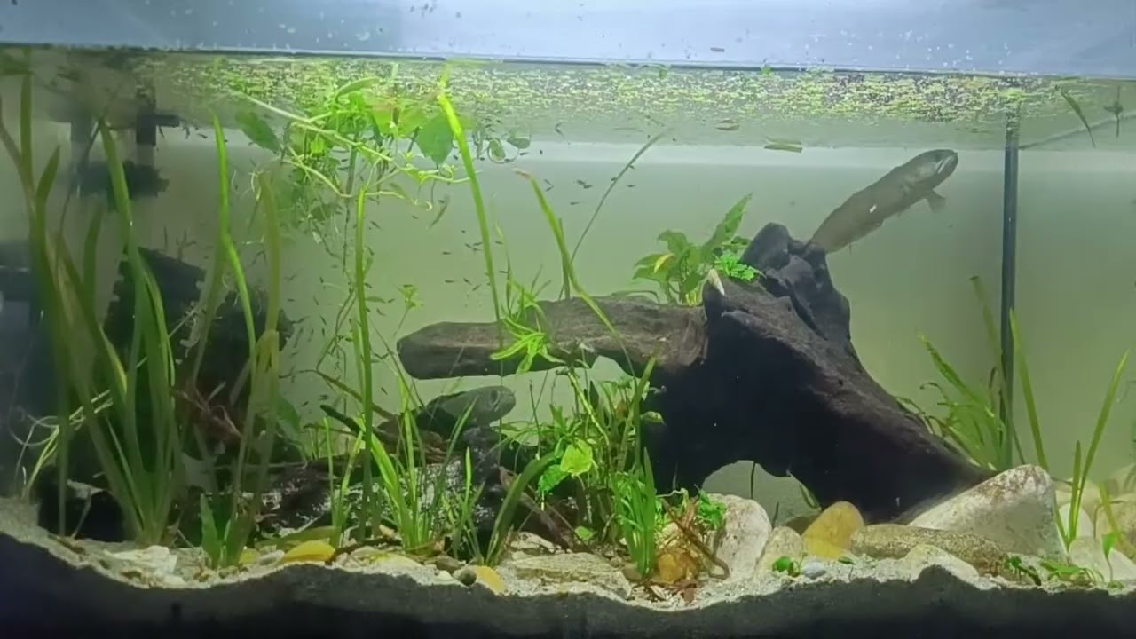 acquariofilo.net sta trasmettendo dal vivo. Channa gachua