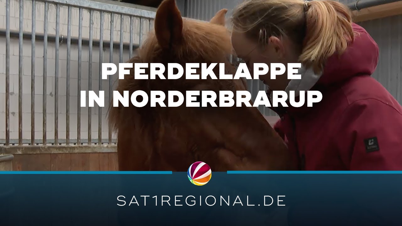 Pferdeklappe in Norderbrarup nimmt immer mehr Tiere auf