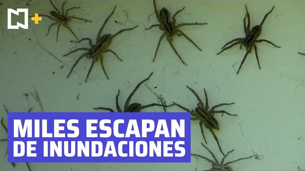 Miles de arañas huyen de las históricas inundaciones en Australia.