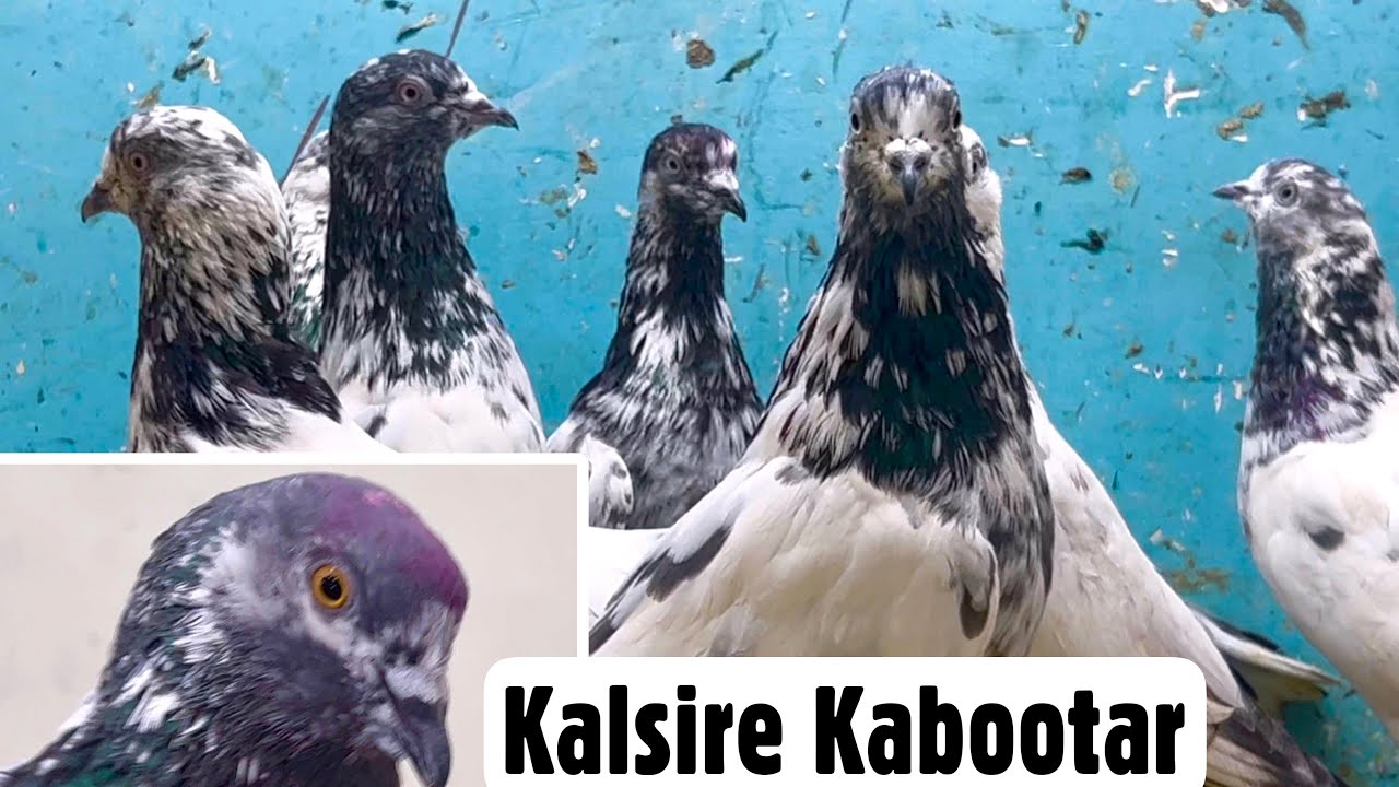 Kalsare Kabootar at A&A Pets Pigeon Loft, Kurla, Mumbai