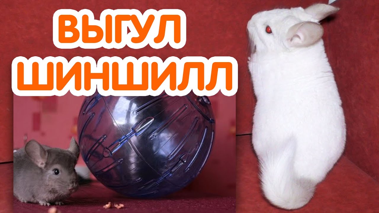 Выгул шиншилл. Можно ли выгуливать шиншиллу на улице? Прогулочный шар для шиншилл