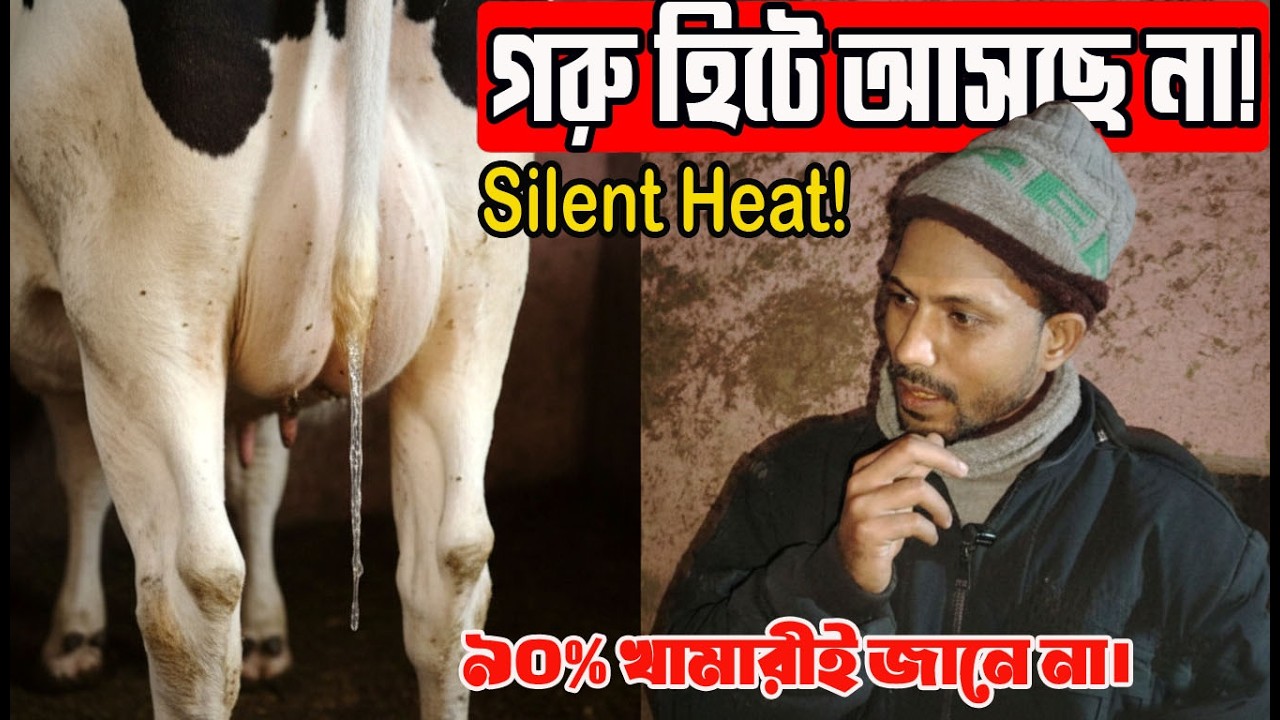 গরুর সাইলেন্ট হিট চিনবেন কিভাবে  Silent Heat in Cow  ১০০% কার্যকর সমাধান  অনন্ত এগ্রো