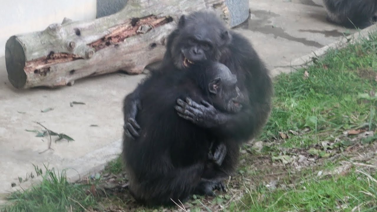 TESS's Presence / The Beautiful Greetings of the Chimpanzees at Maruyama Zoo テスちゃんの存在チンパンジー 円山動物園