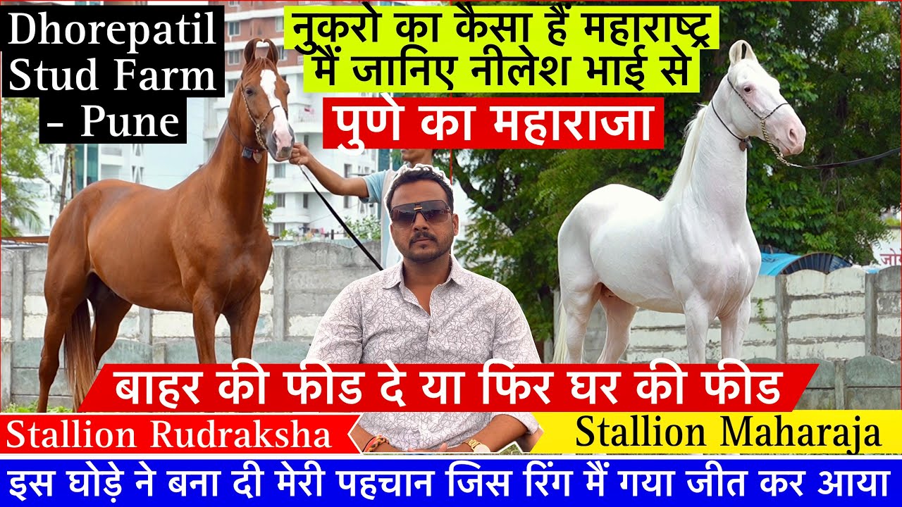 देखिए पुणे का अननोन लाइन का महाराजा घोड़ा इस घोड़े ने मेरी पहचान बना दी !