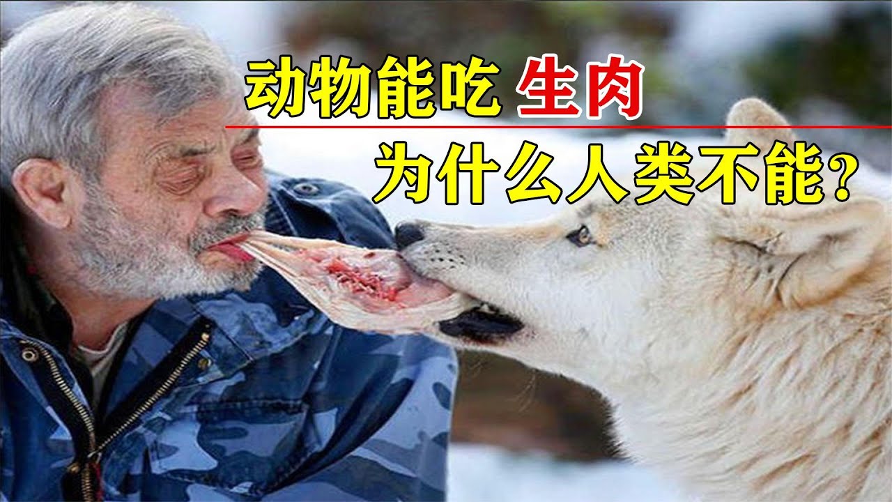 人类为什么不能吃生肉？动物吃了依旧健康，它们就不怕寄生虫吗？