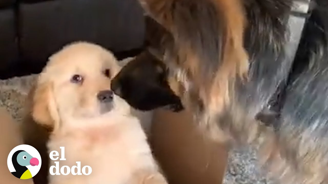 Este perro recibe un inesperado hermanito | El Dodo