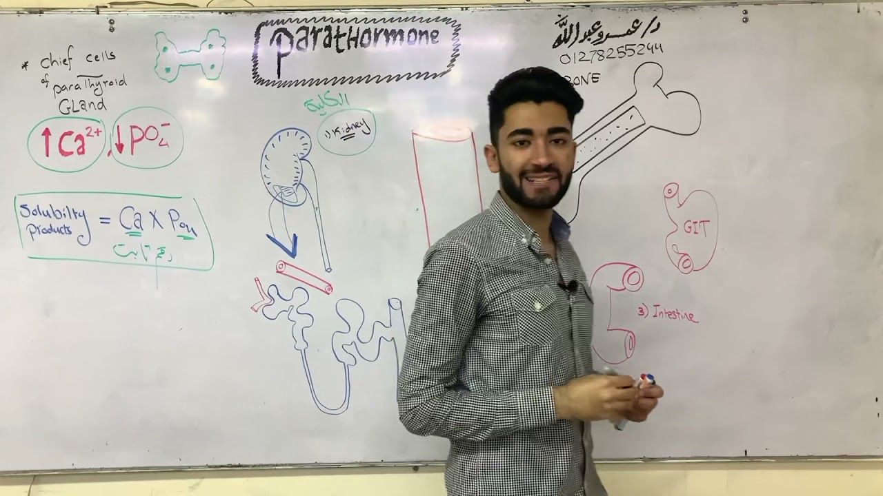 Ca Homeostasis 2 | Calcitonin ,Parathormone ,Tetany