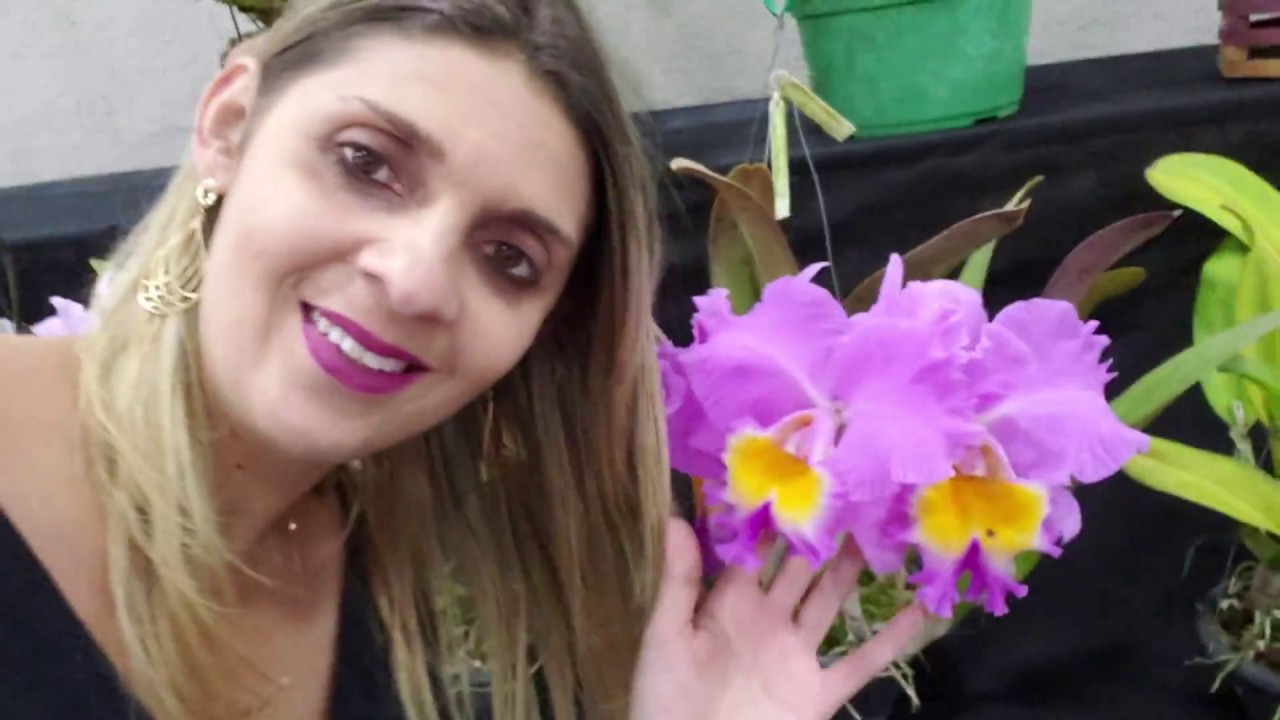 Exposição e venda de Orquídeas na Expo Dom Pedro em Campinas