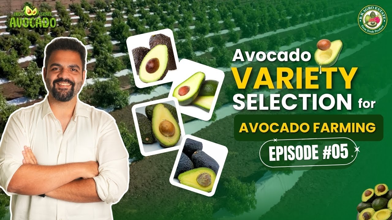 Avocado Variety Selection for Avocado Farming🥑| RK Agro Estate X Indo Israel Avocado - Episode 5
