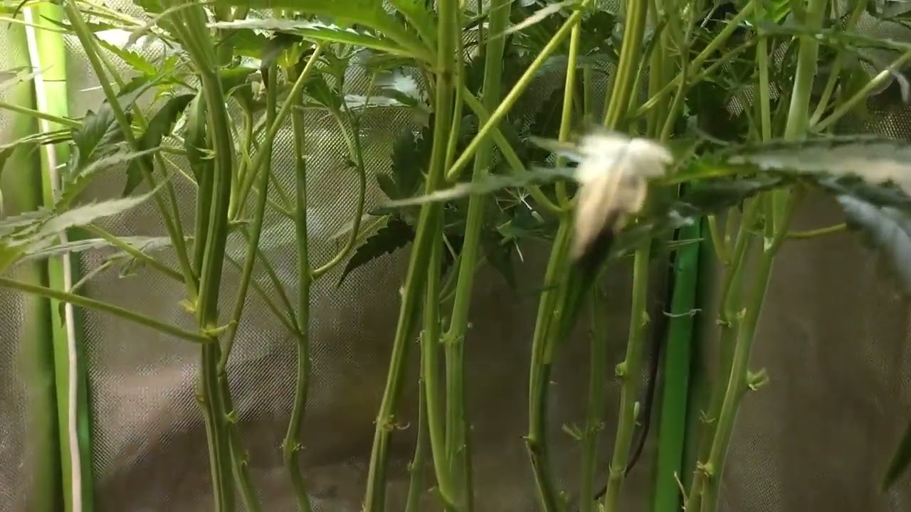 Supreme Nectar Zmoothiez Seed Junky Cannabis Indoor grow  Blue Planet Nutrients