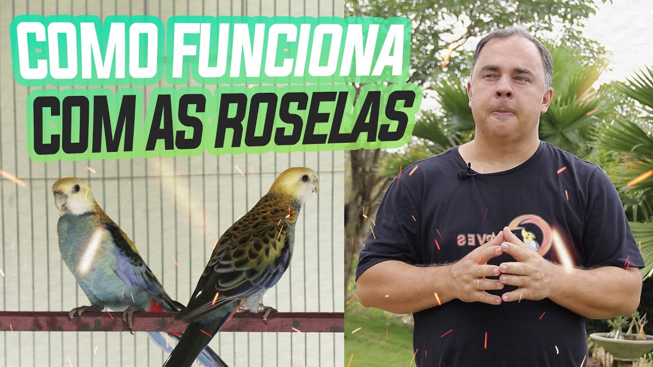 ACASALAMENTO DE ROSELA: COMO FAZER?