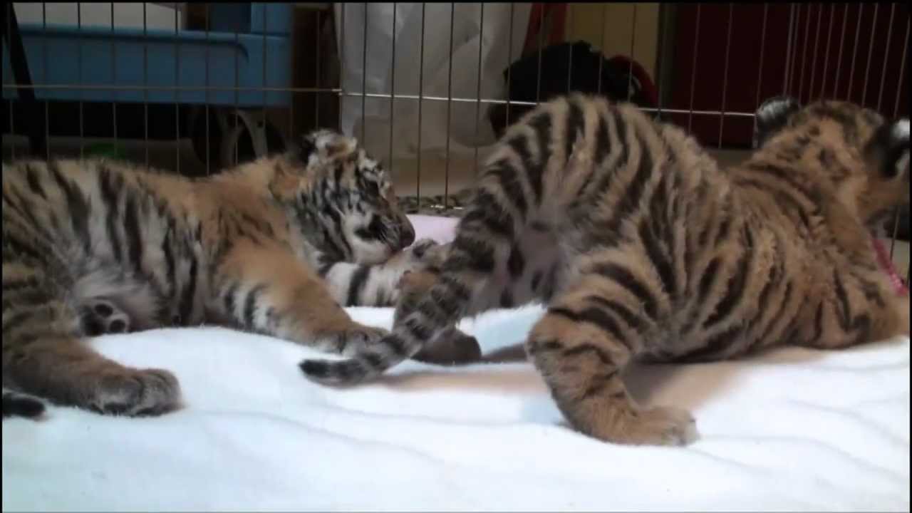 Amur Tiger Cubs
