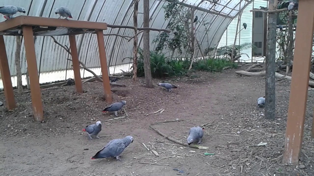 African Grey Parrot Bamboo Enrichment