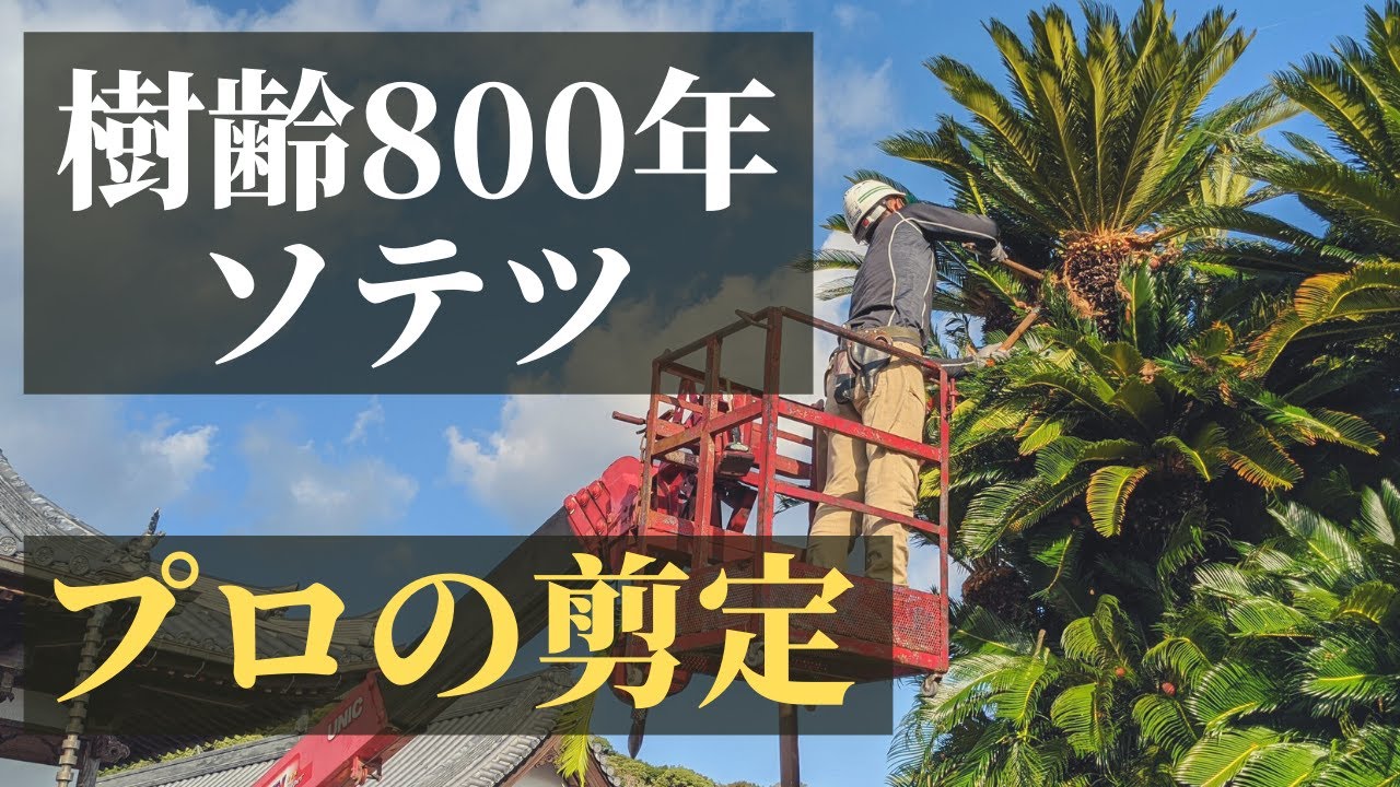 【プロ庭師の剪定】樹齢800年のソテツの木を剪定してみた | 淡路島 妙泉寺【職人目線】