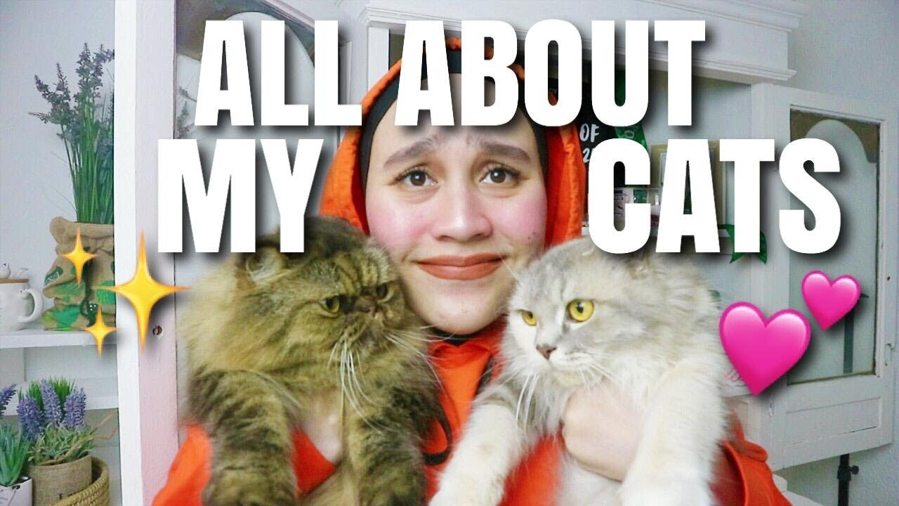 Q & A TENTANG KUCING-KUCING KU 🐱