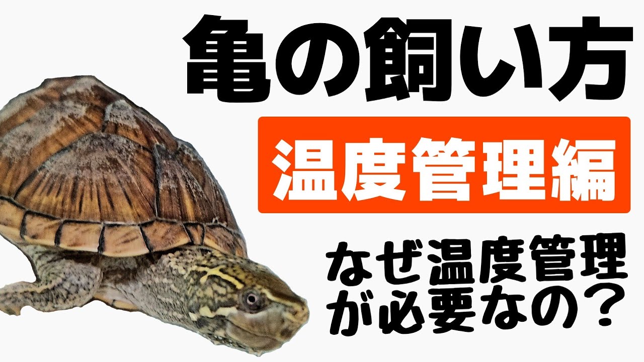 【亀飼育】カメを飼うなら絶対知ってほしい、水槽の温度管理の方法！ヒーター、保温ライトを適切に使い、亀を健康に育てよう！【クサガメ・イシガメ・ミドリガメ他】
