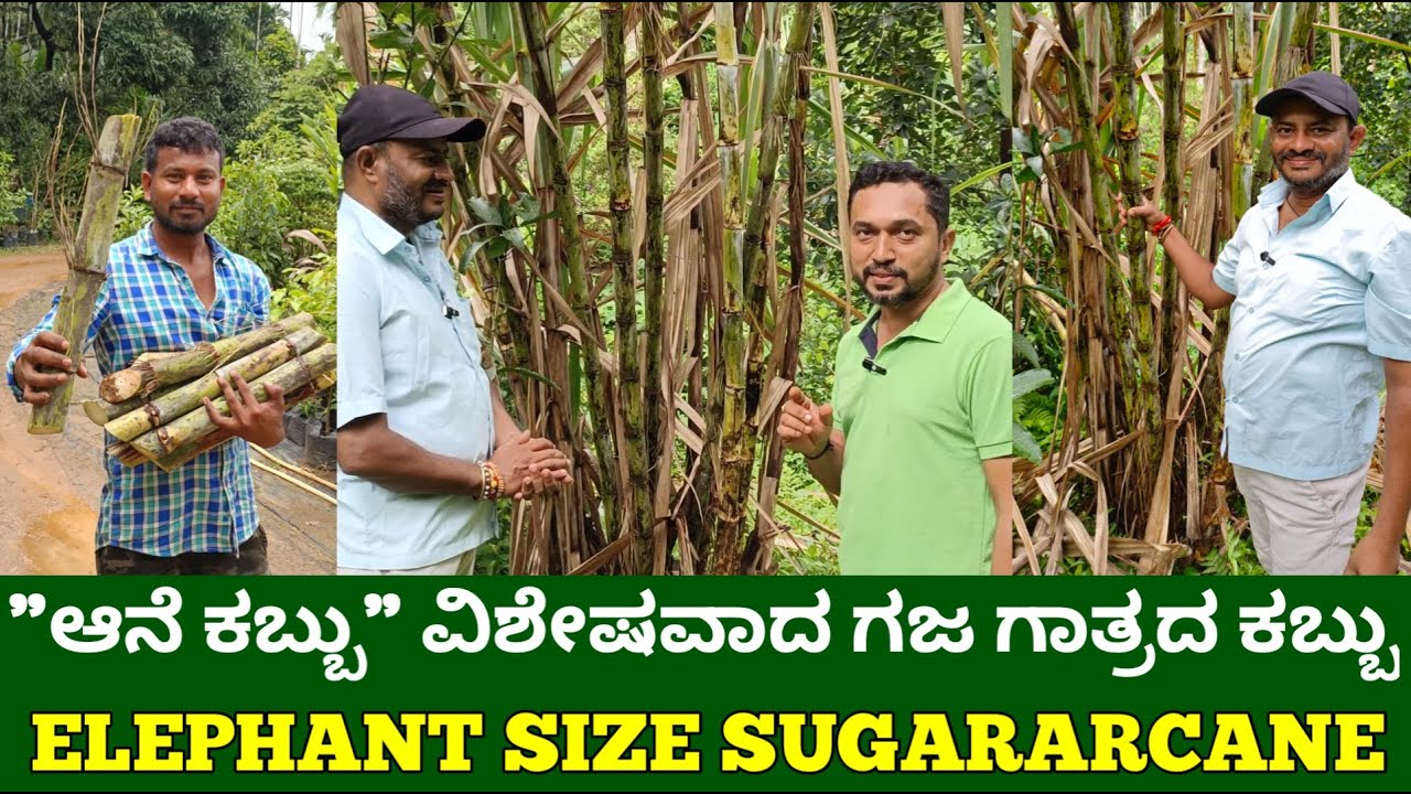 ಆನೆ ಕಬ್ಬು ಇದು ಗಜ ಗಾತ್ರದ ಕಬ್ಬು | bigg size sugarcane | elephant size sugarcane | sugarcane farming