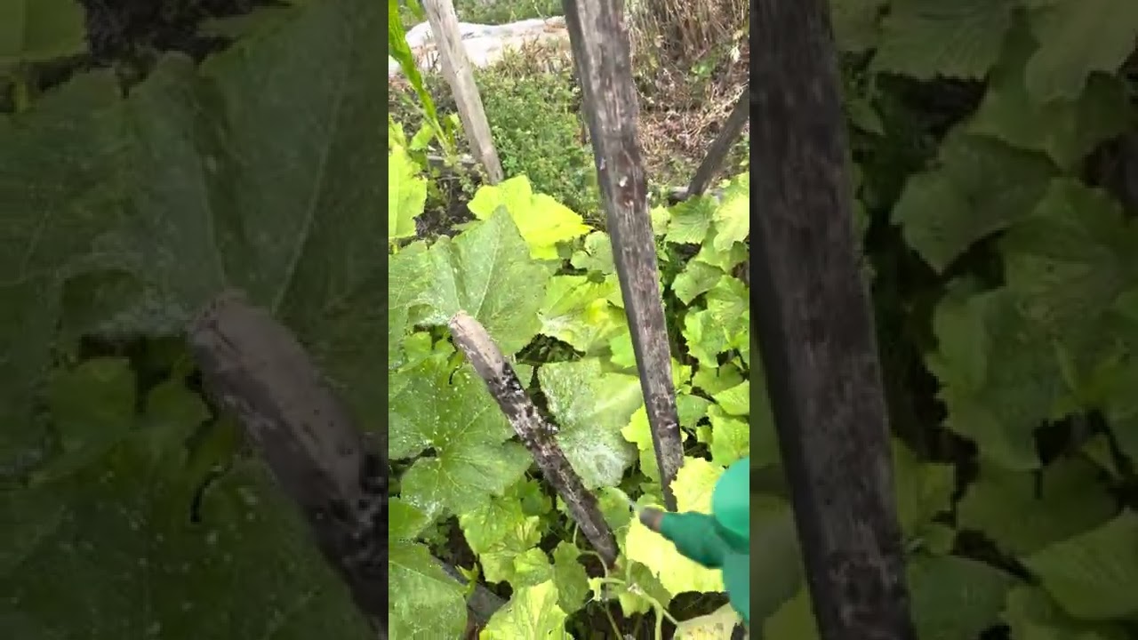 Como combatir el hongo  en la planta de calabaza