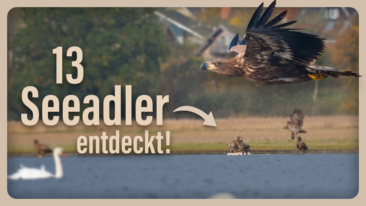 13 Seeadler auf einen Schlag! 🦅🤯 | Naturbegeisterung Leben