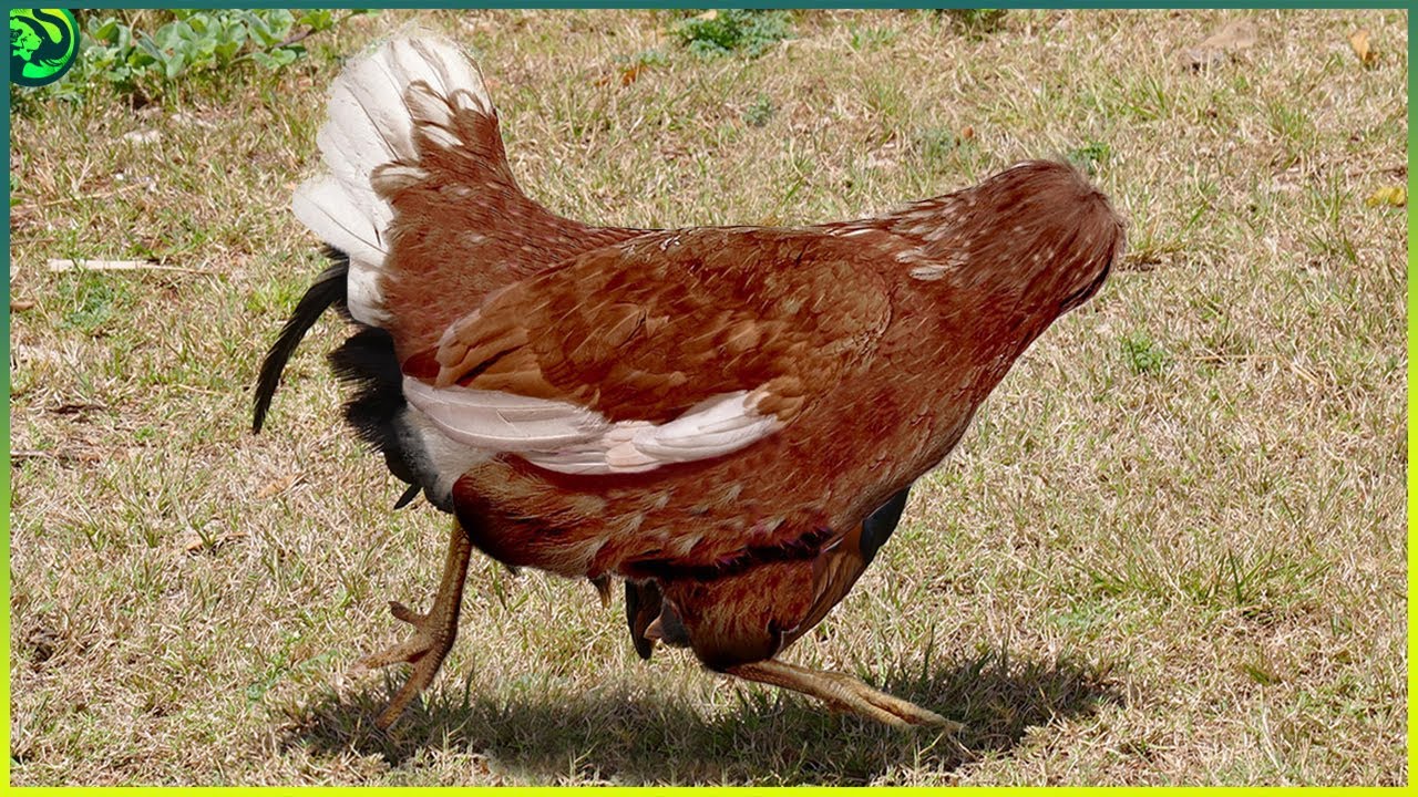 Animal Facts That Sound Fake but are 100% Legit