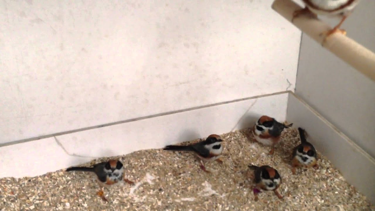 Aegithalos Concinnus-Black Throated Bushtit-Roodkruinstaartmees