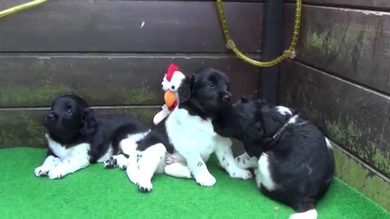 Friese Stabij (Stabyhoun) puppies 4 weeks old
