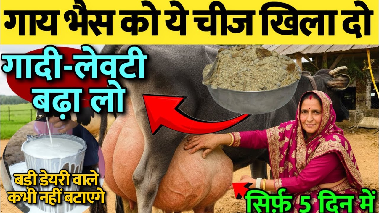 गाय भैस की गादी-लेवटी बढ़ा लो मात्र 5 दिन में😱सिर्फ ये खुराग दो👉ब्याने के बाद गादी-लेवटी कैसे बढ़ये 
