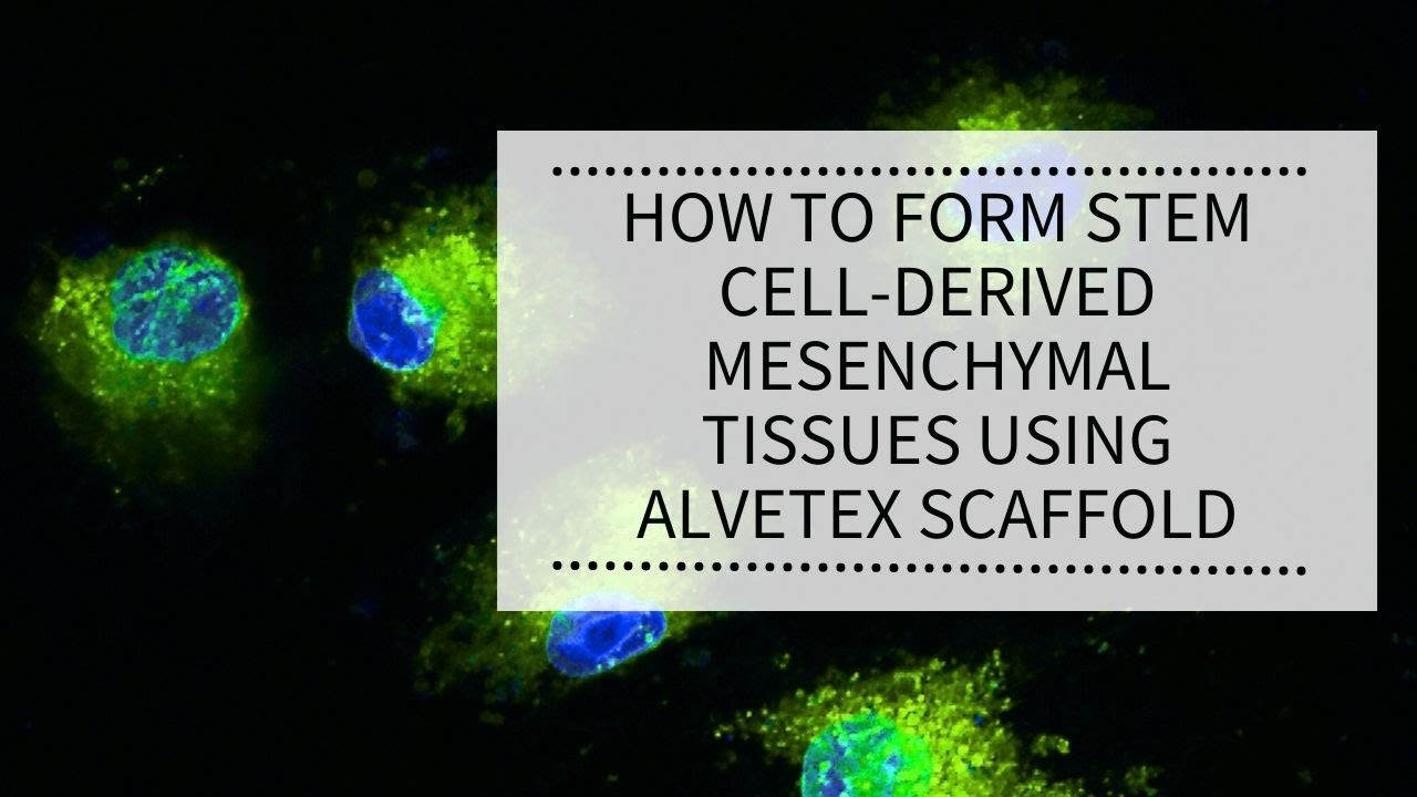 How to form Stem Cell-derived Mesenchymal Tissues using Alvetex Scaffold | REPROCELL (Alvetex)