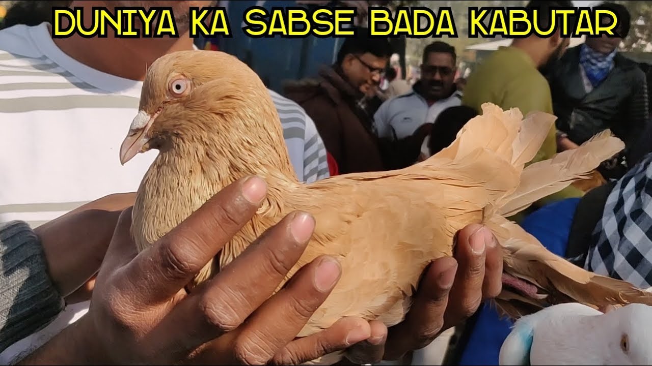 Biggest Pigeon In The World || Duniya Ka Sabse Bada Kabutar