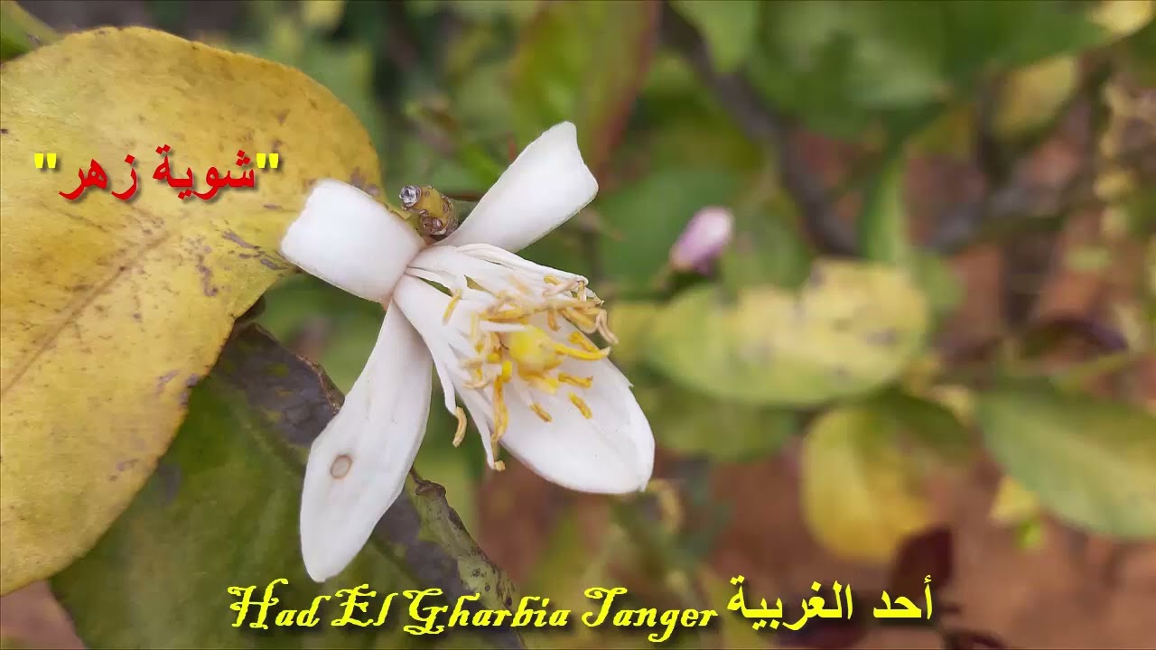 Had El Gharbia Tanger Maroc  أحد الغربية - طنجة المغرب