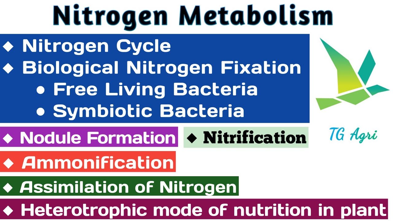 Nitrogen cycle | नाइट्रोजन चक | Niteogen fixation | Nitrogen metabolism in plants