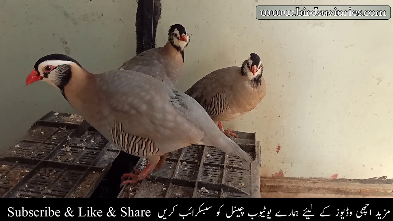 Maskati Chakoor Complete Information || Arabian Partridge Complete Details
