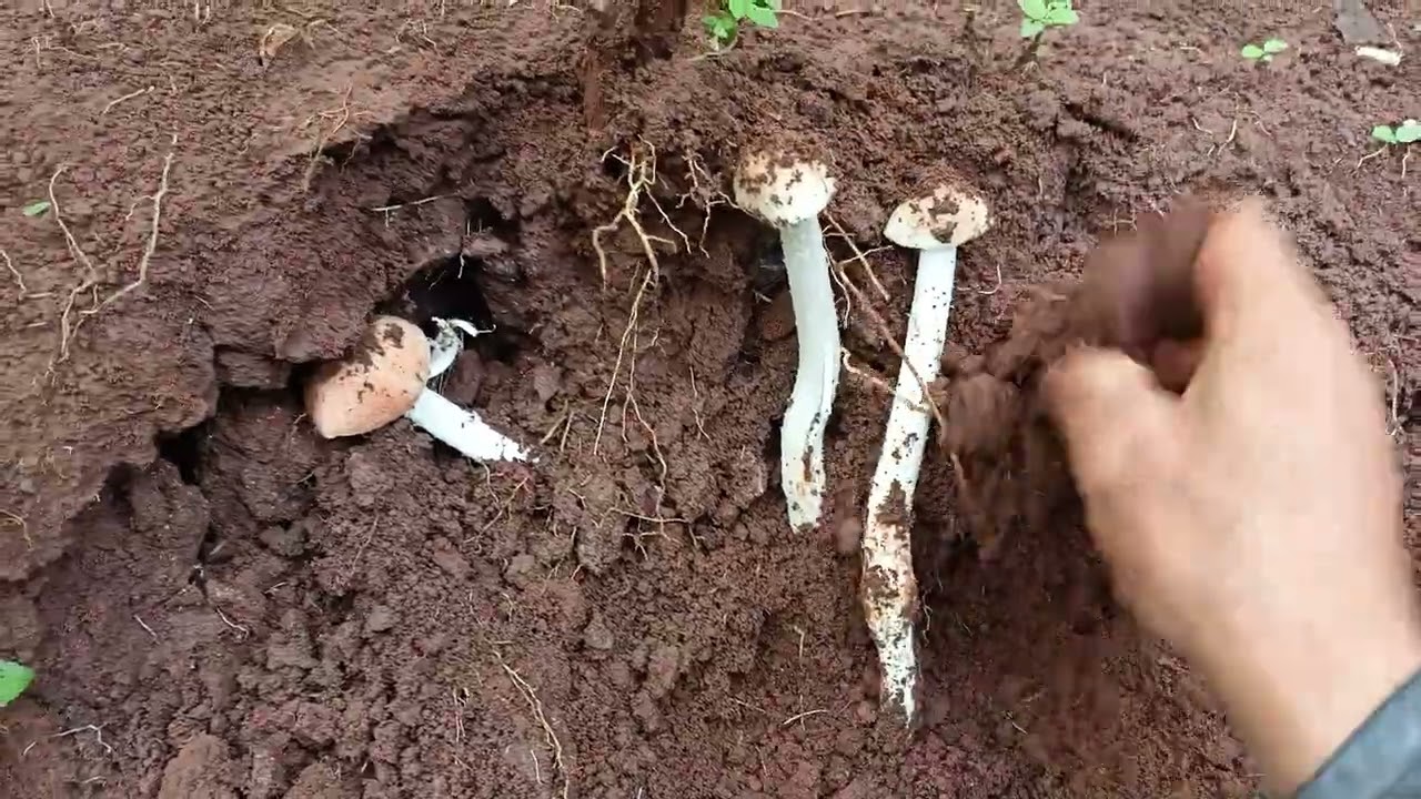 JAMUR 🍄 KIDANG YANG MASIH SEGAR