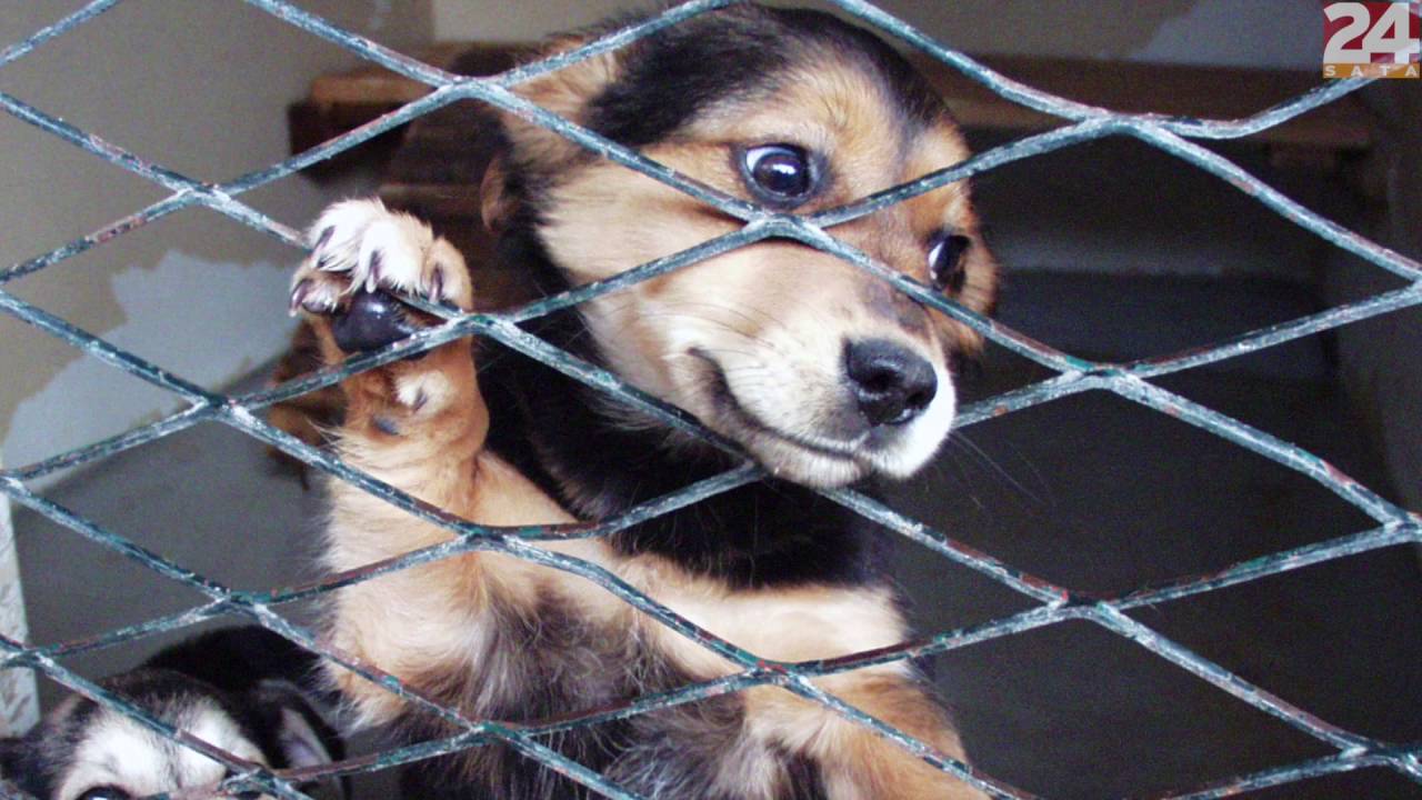 Spašeni psi: Boju su spasile od smrti u šinteraju