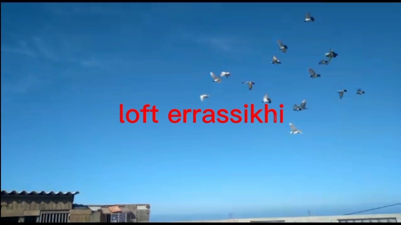 كيفية استرجاع لياقة الحمام + لحضة وصول الحمام من تدريب 20 كلم